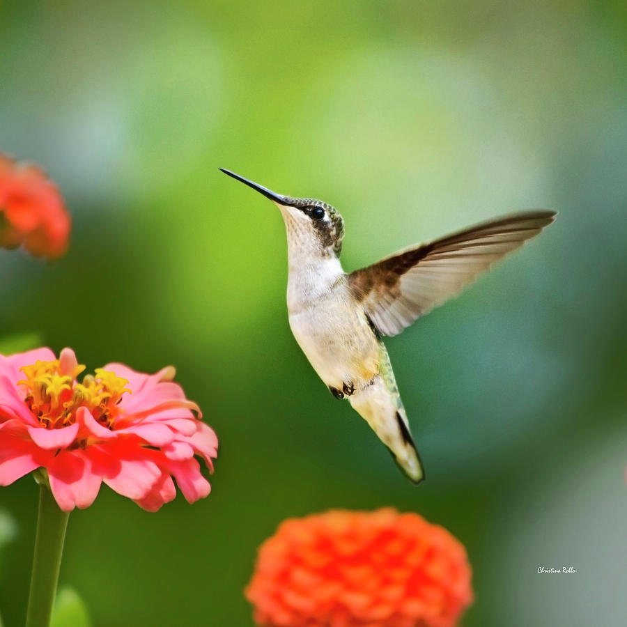 Bird Photograph - Sweet Promise Hummingbird Square by Christina Rollo