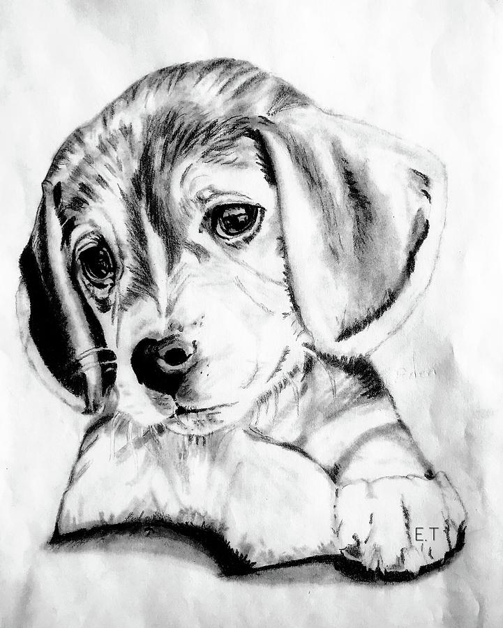 Sweet Puppy Drawing By Aeden Teshale - Fine Art America