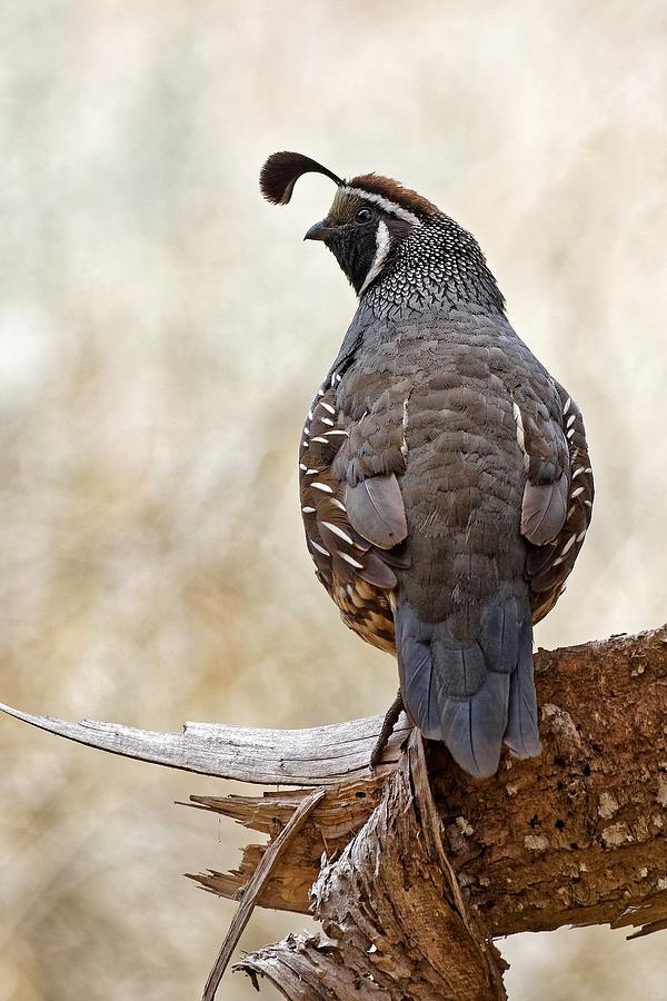 sweet quail