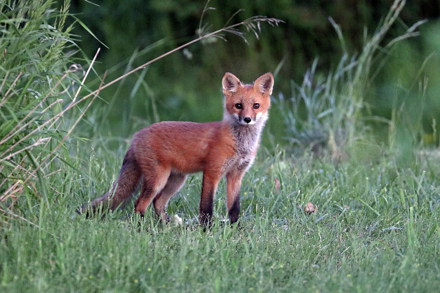 Sweet Red Fox Kit Photograph by Debbie Oppermann