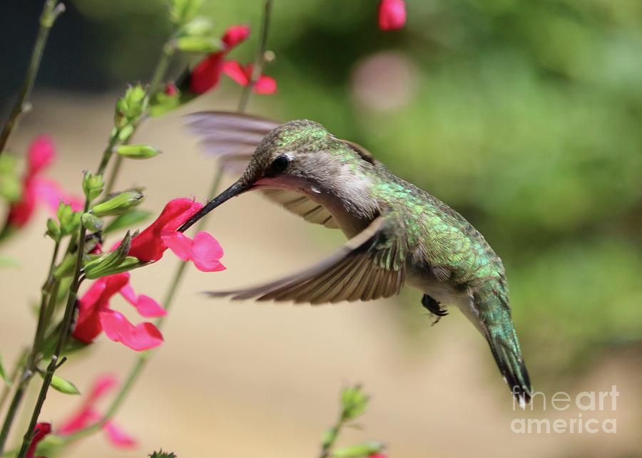 Sweet Red Salvia Hummingbird Photograph by Carol Groenen