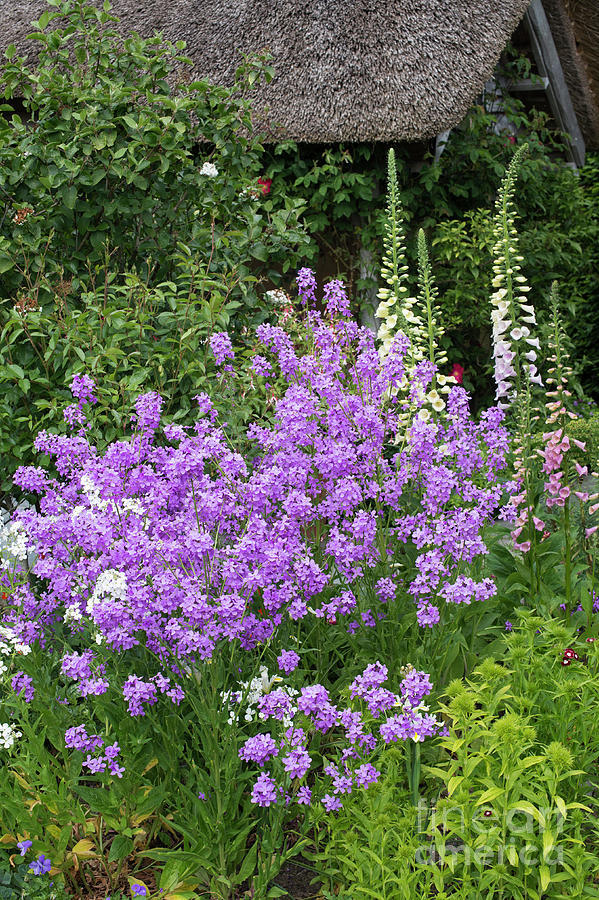 Sweet Rocket Flowering in an English Garden Photograph by Tim Gainey