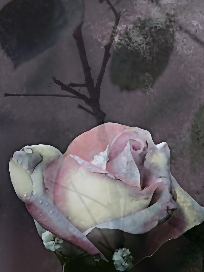 Sweet Rose Digital Art by CG Abrams