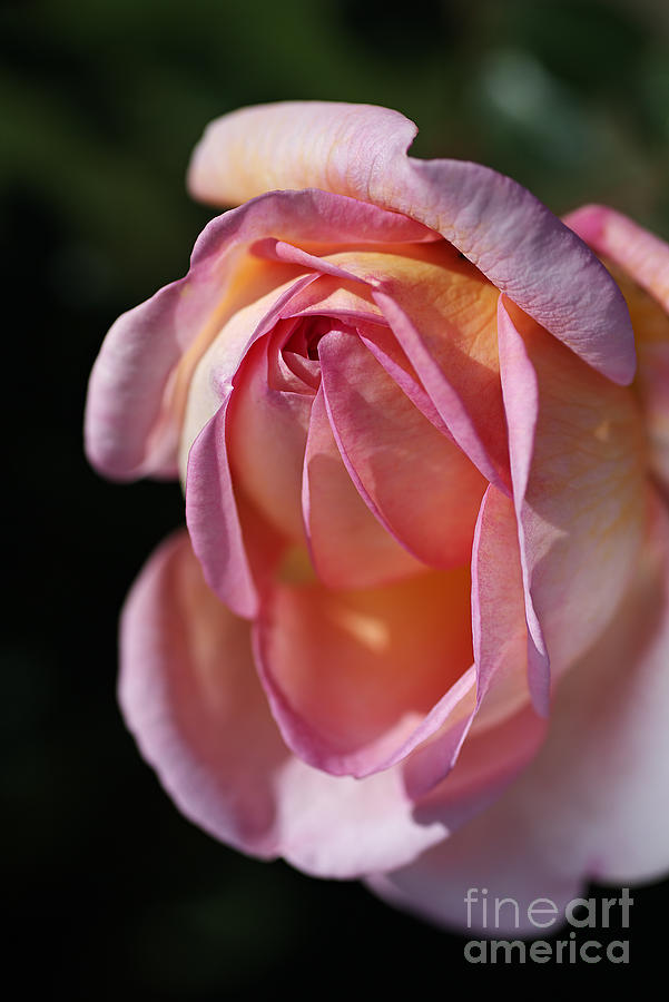 Nature Photograph - Sweet Rose by Joy Watson