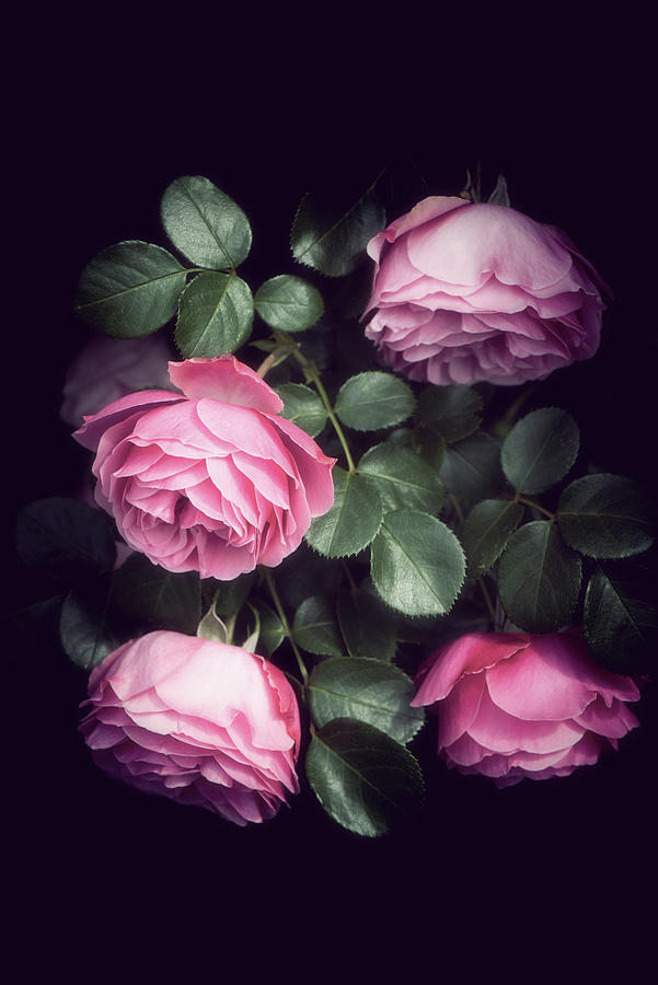 Sweet Roses Photograph by Philippe Sainte-Laudy
