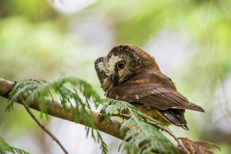 Sweet Saw Whet Owl Photograph by Michelle Pennell