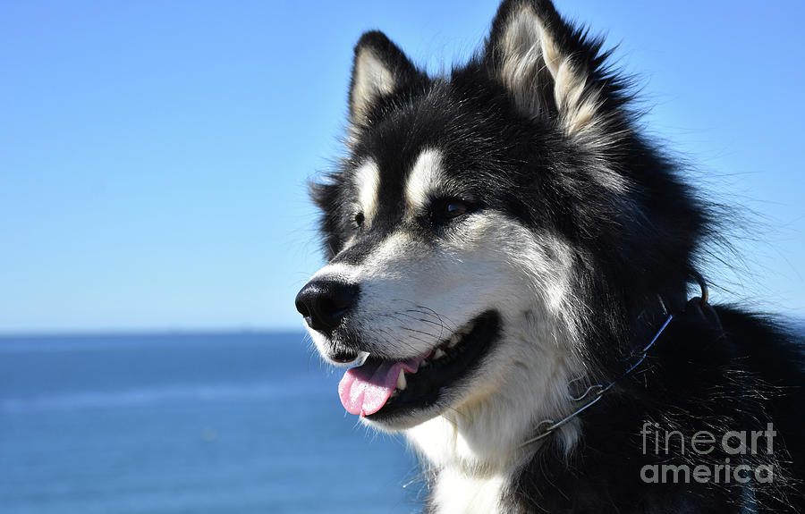 Sweet Shaggy Husky Dog Sitting by the Ocean Photograph by DejaVu ...