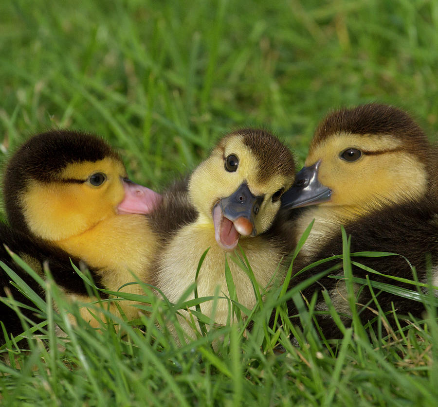Duck Photograph - Sweet Siblings by The Soulosphere
