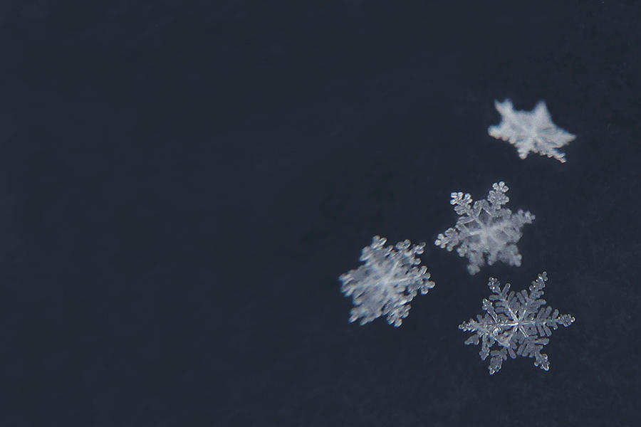 Winter Photograph - Sweet Snowflakes by Carrie Ann Grippo-Pike