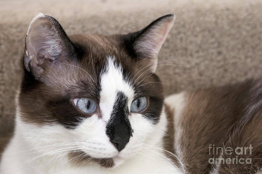 Snowshoe siamese for sales sale