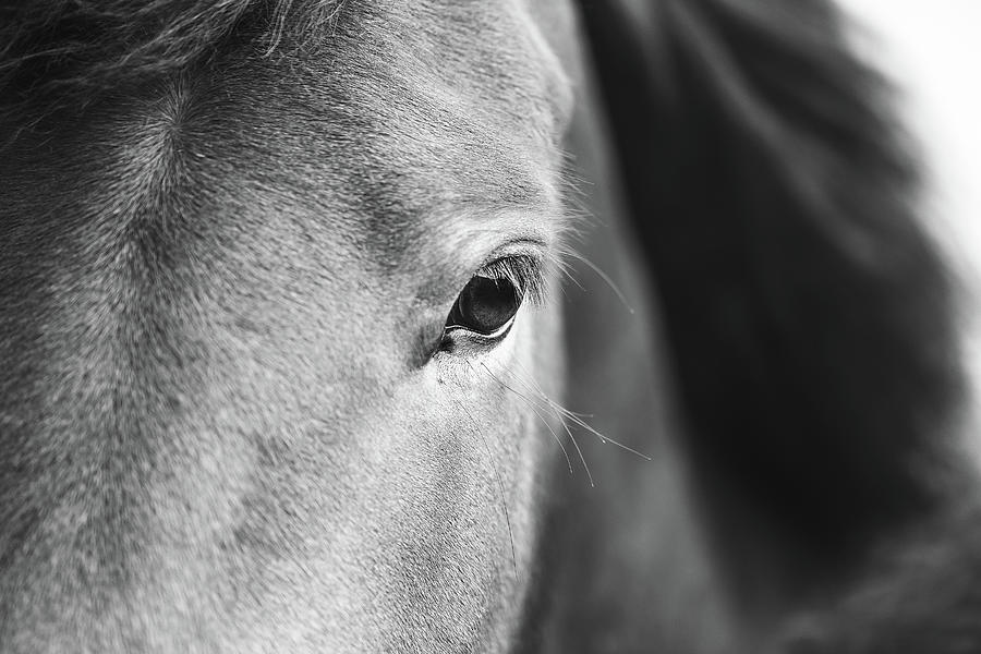 Sweet Soul II - Horse Art Photograph by Lisa Saint