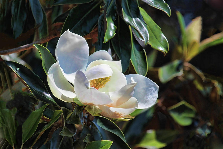 Sweet Southern Magnolia Photograph by HH Photography of Florida