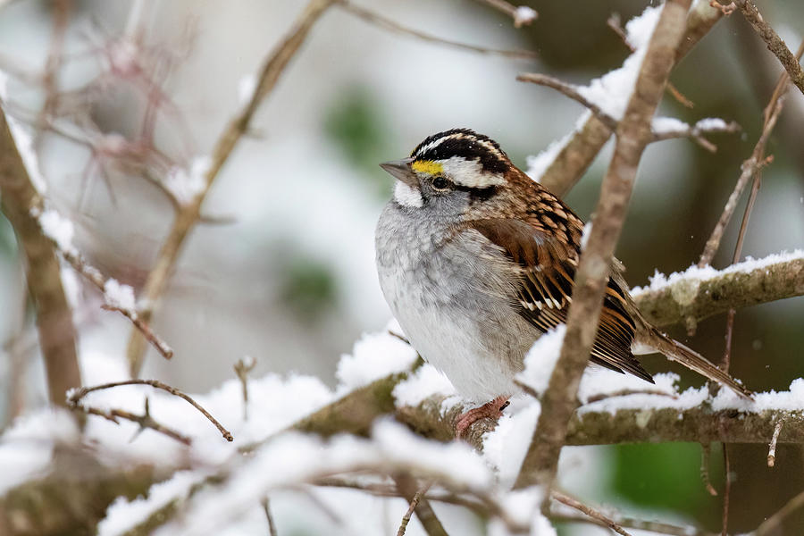 Sweet Sparrow in the Snow Photograph by Rachel Morrison