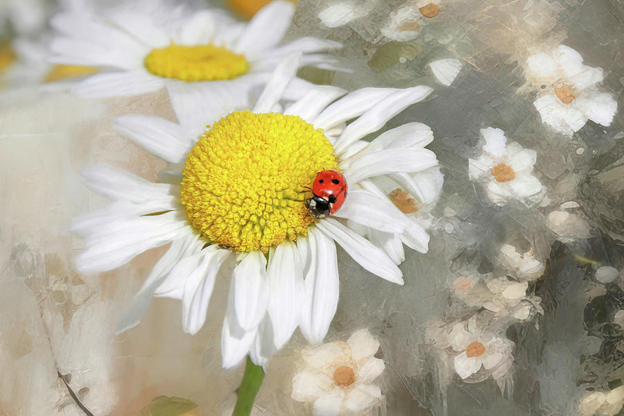 Ladybug Photograph - Sweet Spot by Donna Kennedy