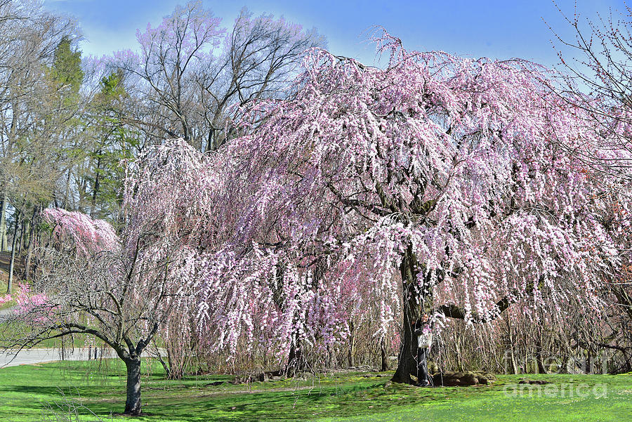 Sweet Spring Cherry Blossom Landscape Photograph