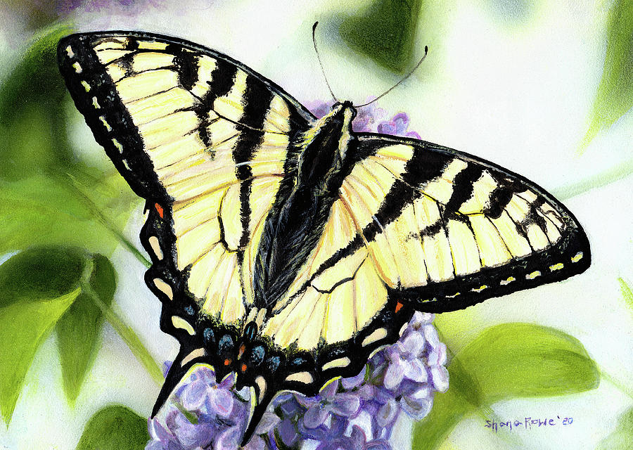 Butterfly Painting - Sweet Spring Daydream by Shana Rowe Jackson
