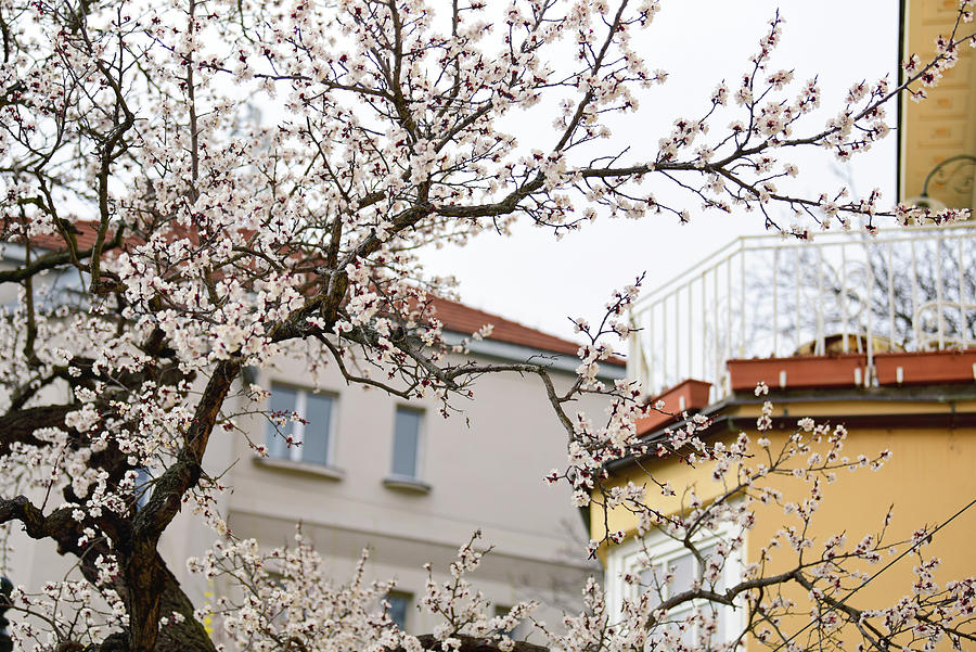 Sweet Spring in Prague 2 Photograph by Jenny Rainbow