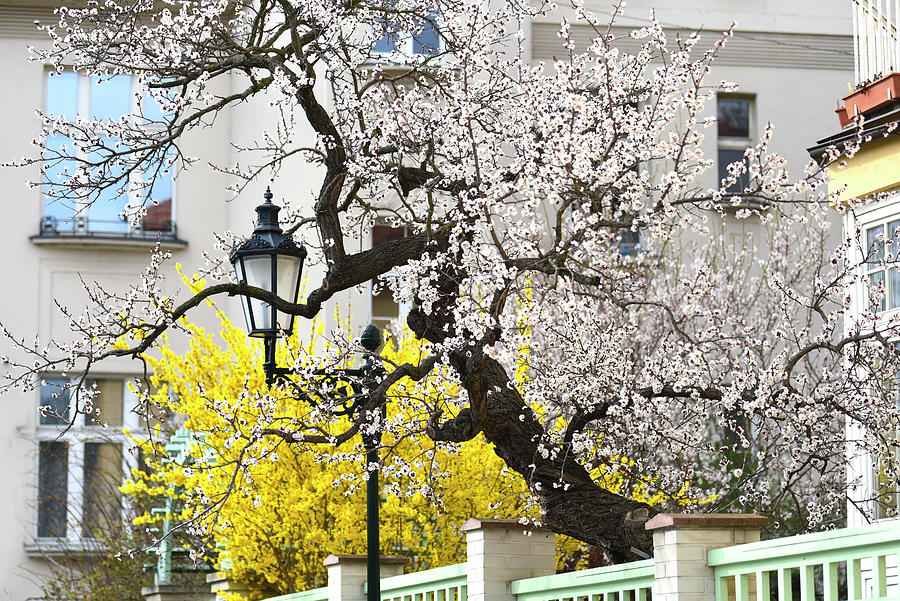 Sweet Spring in Prague Photograph by Jenny Rainbow