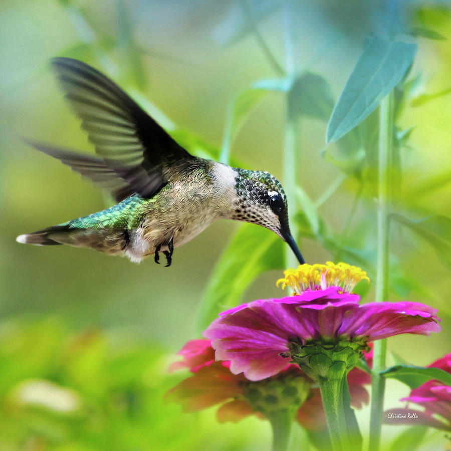 Bird Photograph - Sweet Success Hummingbird Square by Christina Rollo