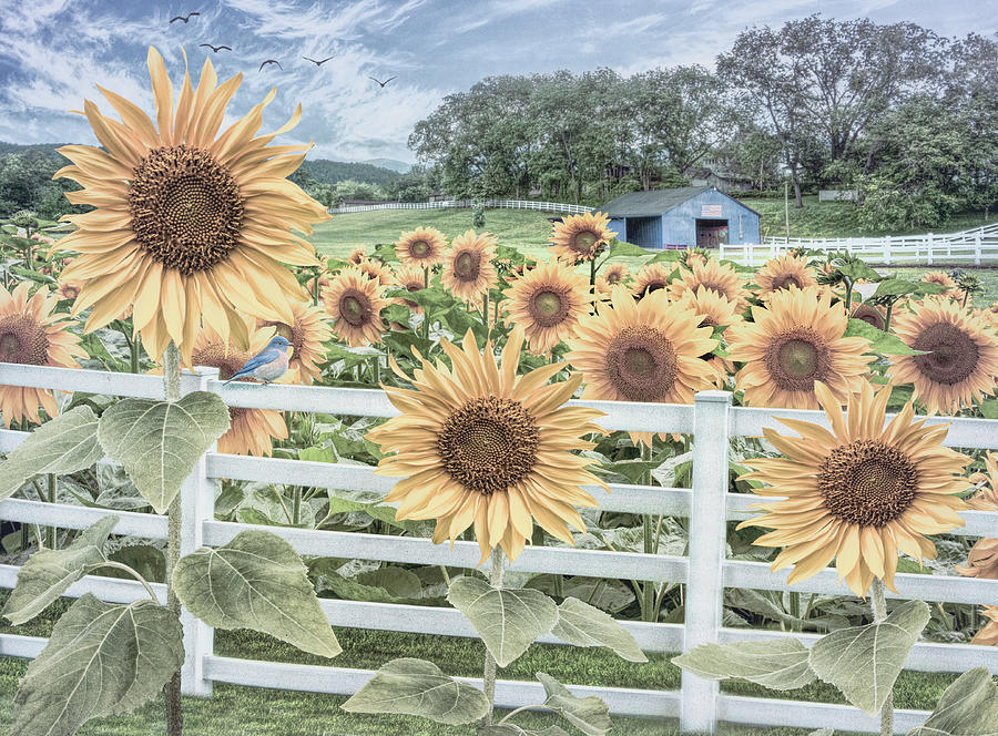 Sweet Summer Country Sunflowers Photograph by Debra and Dave Vanderlaan