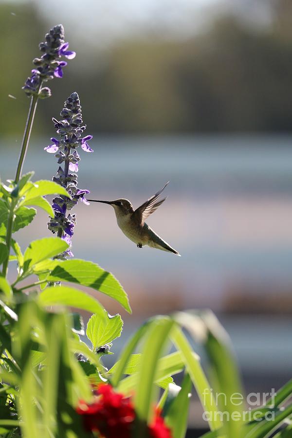 Sweet Summer Hummingbird Photograph by Carol Groenen
