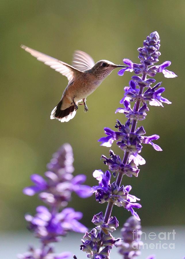 Sweet Summer Hummingbird Nectar Photograph by Carol Groenen