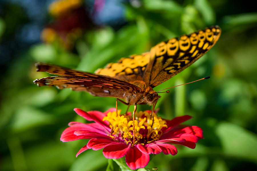 Sweet Summer Nectar Photograph by Bonny Puckett