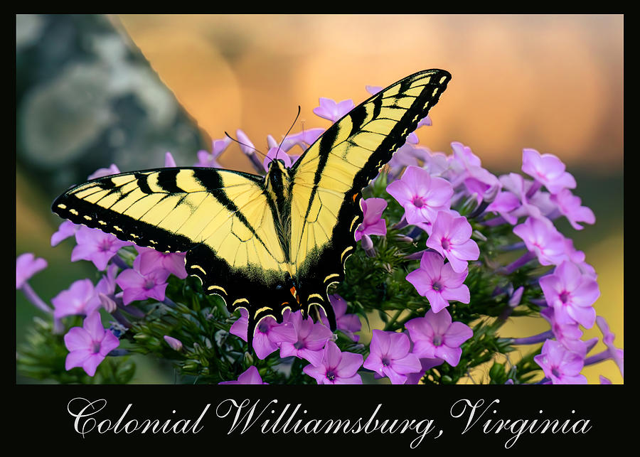 Sweet Summer Swallowtail - Postcard Design Photograph