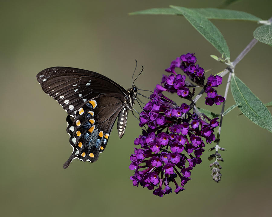 Sweet Swallowtail Surprise Photograph by Linda Bonaccorsi