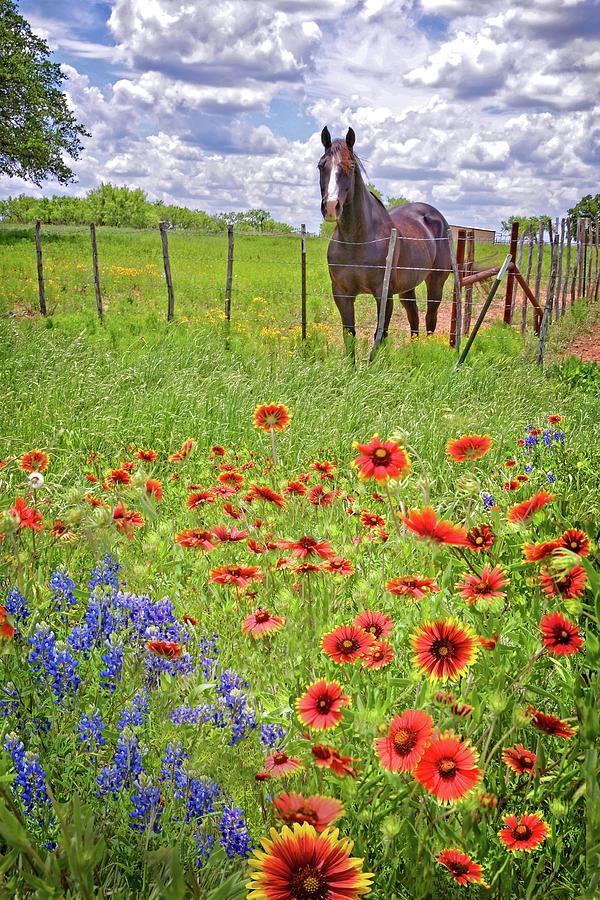 Sweet Times in the Hill Country Photograph by Lynn Bauer