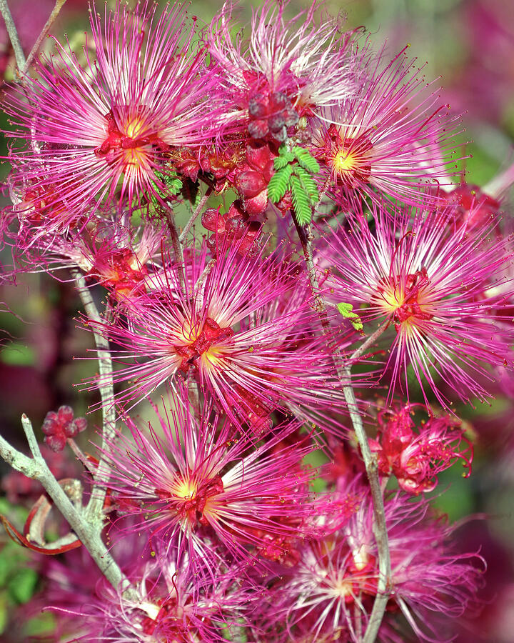 Nature Photograph - SWEET TREAT FOR THE UNICORN, Pink Fairy Duster Flowers by Douglas Taylor