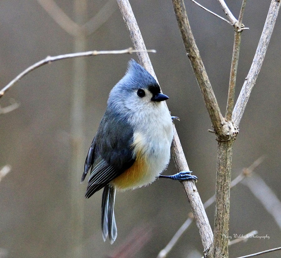 Sweet Tufted Titmouse 2 Photograph by Mary Walchuck