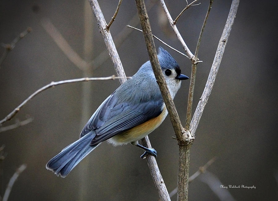 Sweet Tufted Titmouse Photograph by Mary Walchuck