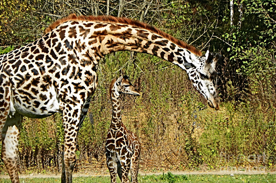 Sweet Under Cover Mom And Baby Giraffe Photograph