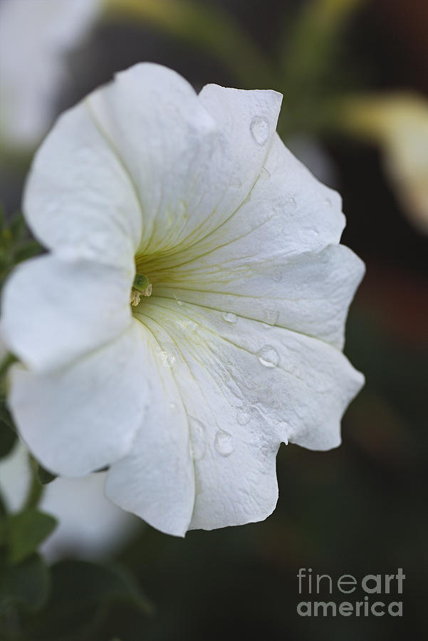 Sweet White Petunia Flower Photograph by Joy Watson