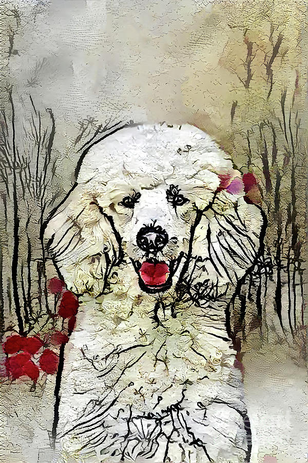 Poodle Drawing - Sweet White Poodle Portrait by Elisabeth Lucas