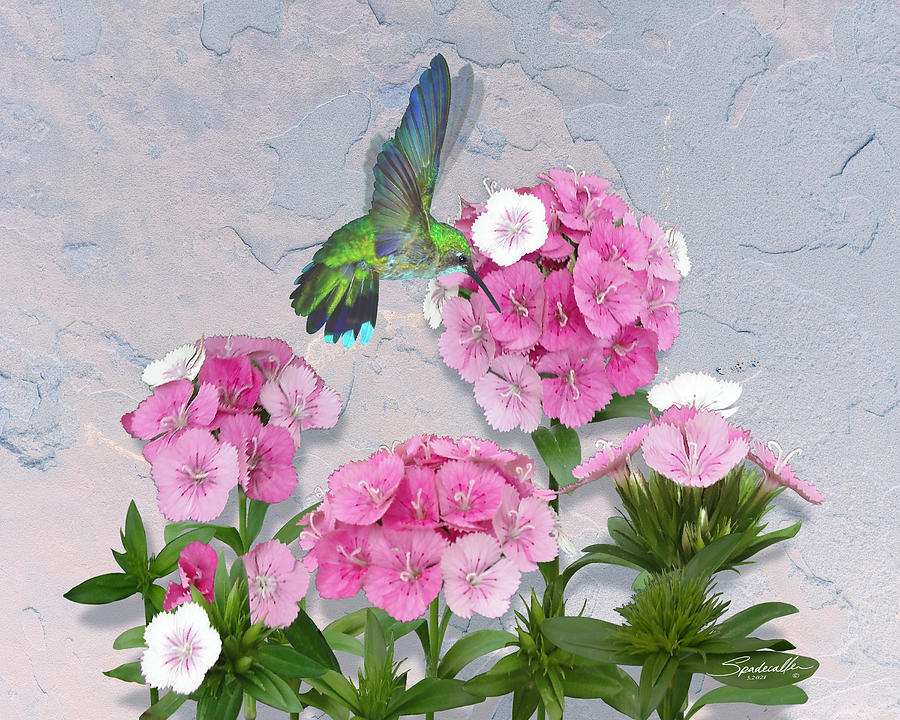 Sweet William and Hummingbird Digital Art by M Spadecaller