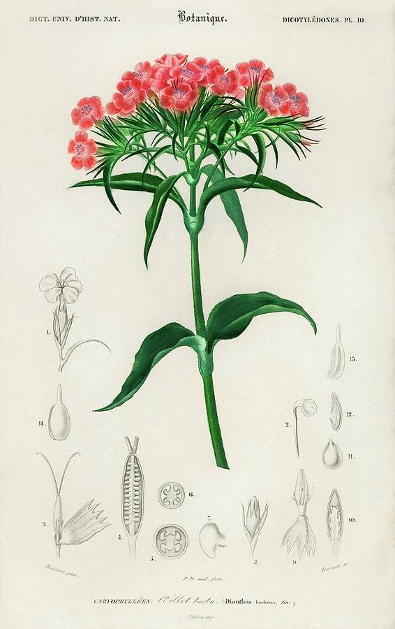 Animal Painting - Sweet william Dianthus barbatus illustrated by Charles Dessalines D Orbigny 1806 1876 by Dictionnaire Universel Dhistoire Naturelle