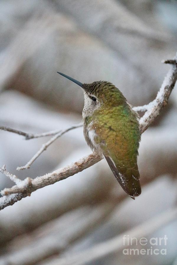 Sweet Winter Hummingbird Vertical Photograph by Carol Groenen