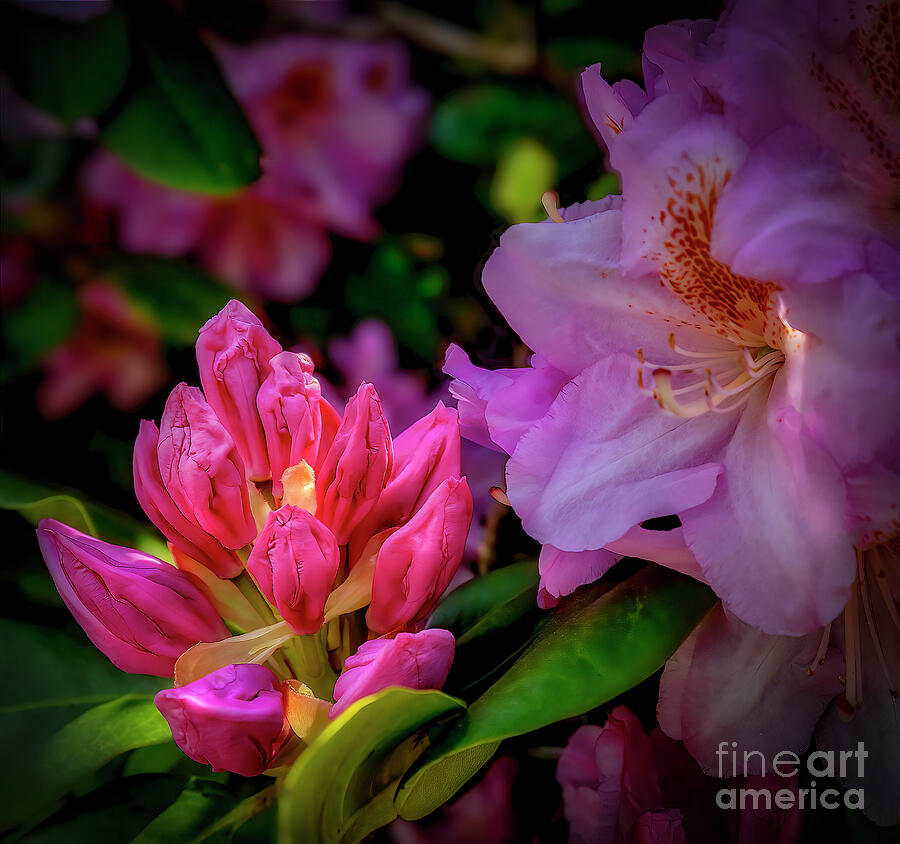 Sweet Young Rhodie Photograph by Shelia Hunt