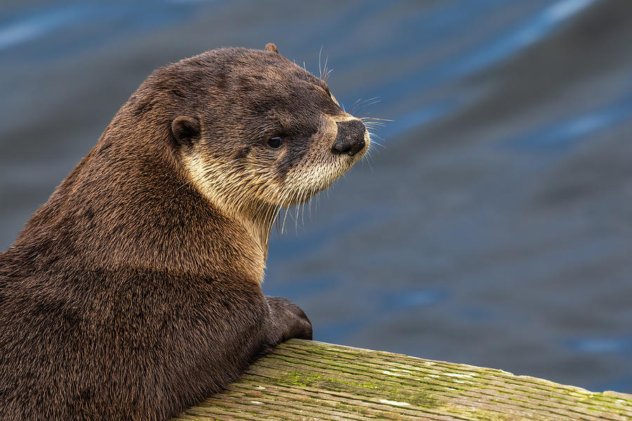 Sweet Young River Otter Photograph by Michelle Pennell