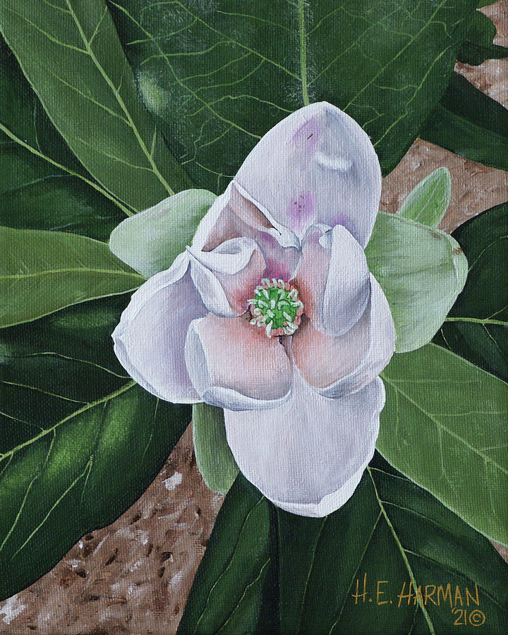 Sweetbay Magnolia Painting by Heather E Harman