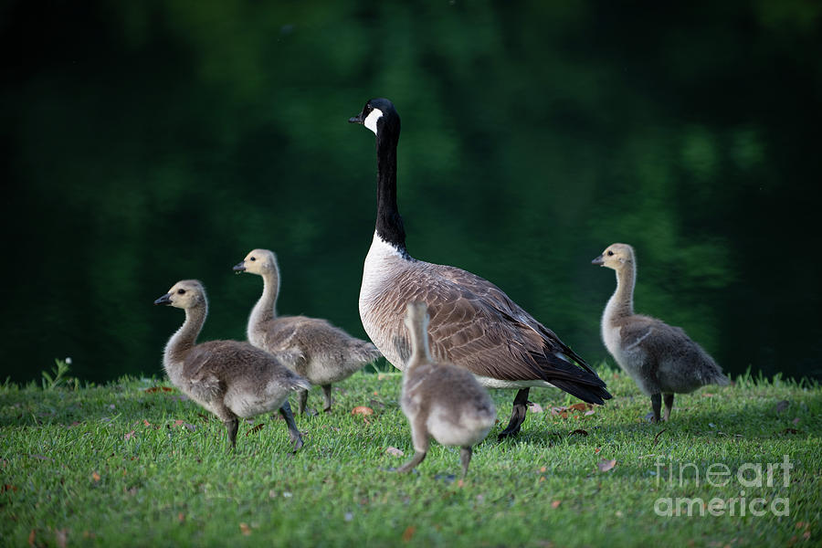 Sweetest Girl - Baby Geese Photograph