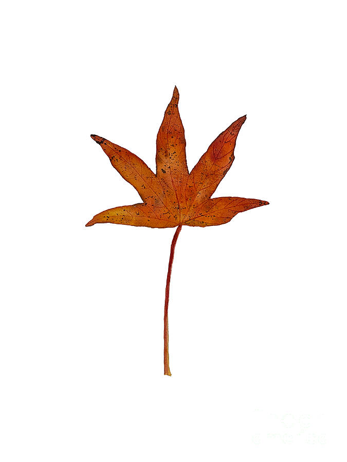 Sweetgum Leaf Painting by Lisa Neuman Sweetgum Leaf Painting by Lisa Neuman
