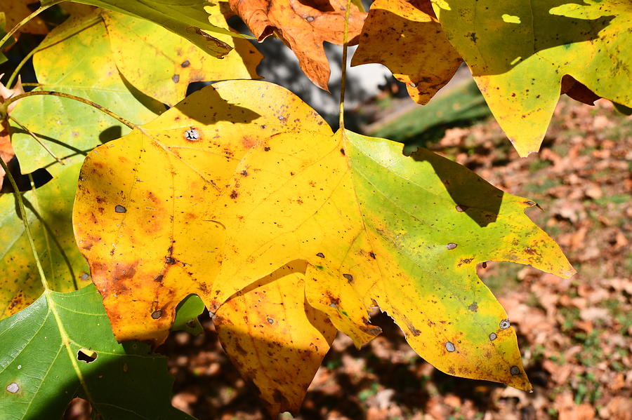 Sweetgum Tree Photograph by Steve Parker - Fine Art America