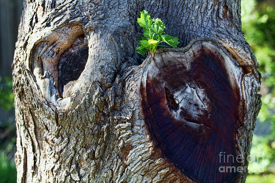 Sweetheart Tree Photograph by Joan Bertucci