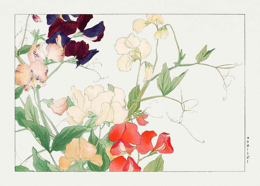 Sweetpea Flower 1 - Ukiyo e art - Vintage Japanese woodblock art - Seiyo SOKA ZUFU by Tanigami Konan Digital Art by Studio Grafiikka