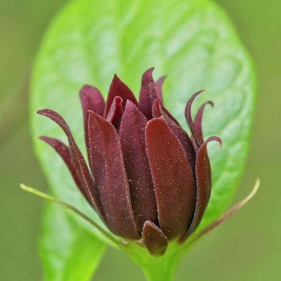Sweetshrub Flower Photograph