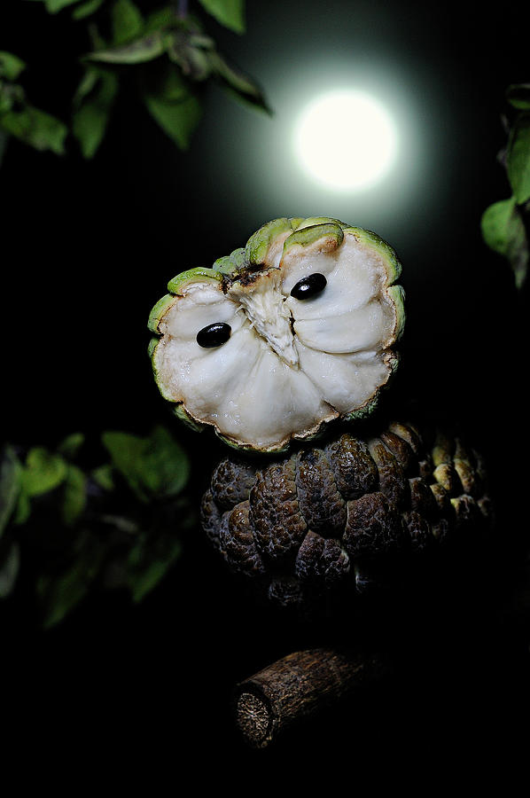Sweetsop Owl Photograph by Cacio Murilo De Vasconcelos