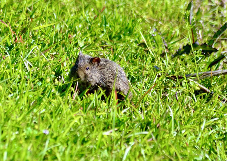 Sweetwater Wetlands Hispid Cotton Rat Photograph by Warren Thompson ...